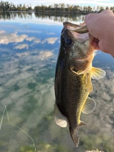 Largemouth Bass