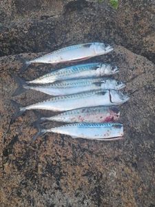 Mackerel