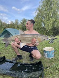 Grass Carp