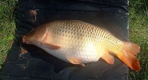 Common Carp
