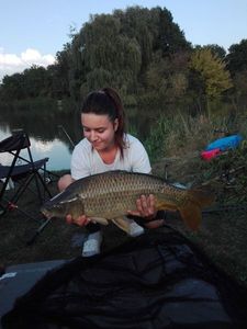 Common Carp