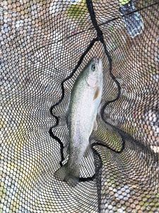Rainbow Trout