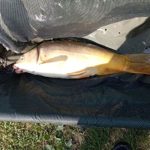 Leather Carp