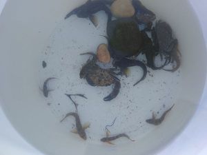 Common Shore Crab (Green Crab)