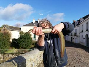 European Eel (Common Eel)