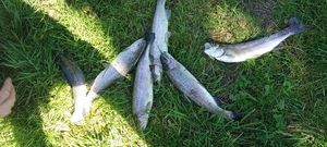 Rainbow Trout