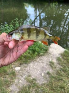 European Perch