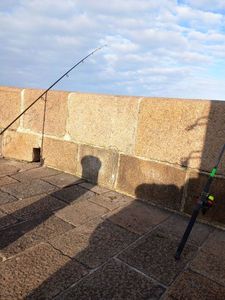 European Bass (Seabass)