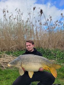 Common Carp