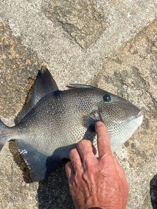 Triggerfish