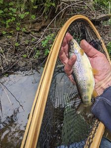 Brown Trout