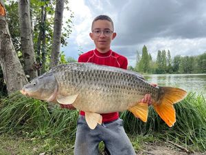 Common Carp