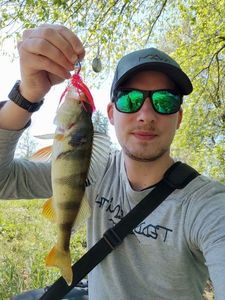 European Perch