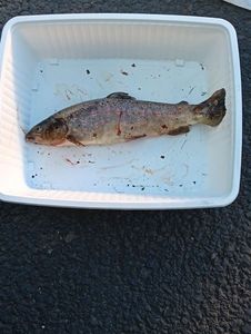 Brown Trout