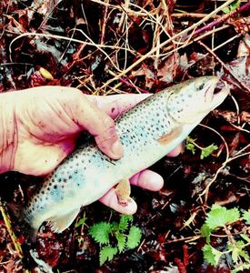 Brown Trout
