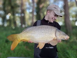 Common Carp