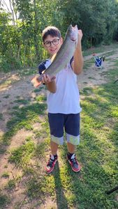 Rainbow Trout