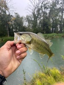 Smallmouth Bass