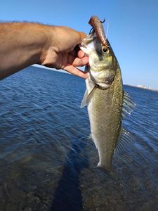 European Bass (Seabass)