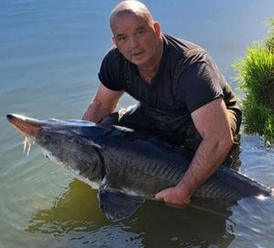 Beluga Sturgeon (European Sturgeon)