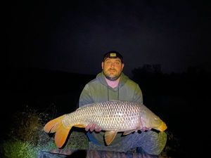 Common Carp