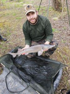 Sturgeon