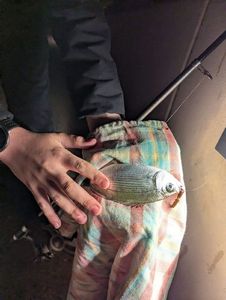 White Seabream