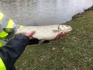 Chub