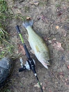 Largemouth Bass