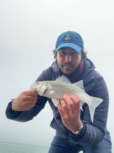 European Bass (Seabass)