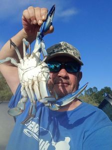 Crabe bleu 