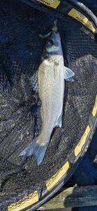 European Bass (Seabass)