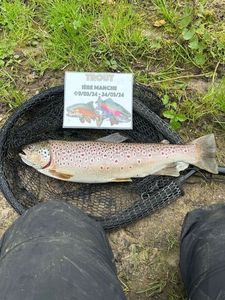 Brown Trout