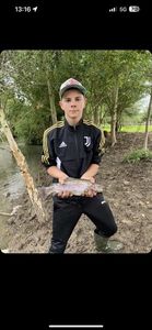 Rainbow Trout