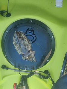 Common Cuttlefish