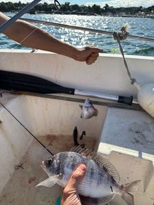Black Seabream