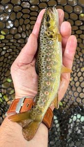 Brown Trout