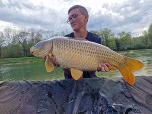 Common Carp