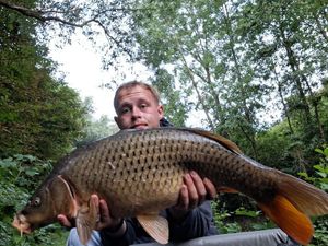 Common Carp