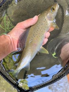 Grayling