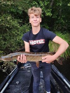 Northern Pike