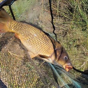Common Carp