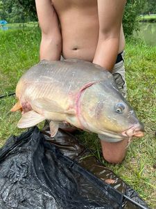 Mirror Carp