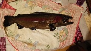 Rainbow Trout