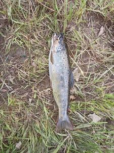 Brown Trout