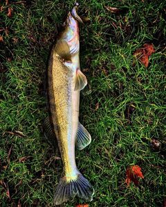Zander