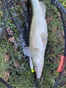 Zander