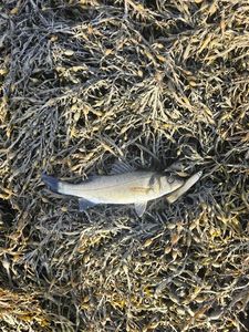 European Bass (Seabass)