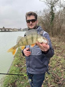 European Perch
