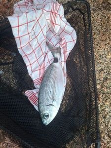 White Seabream